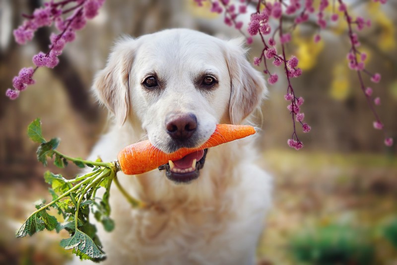pies może jeść marchewkę