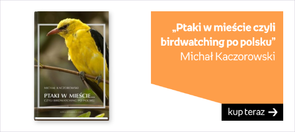Ptaki w mieście czyli birdwatching po polsku - Michał Kaczorowski 