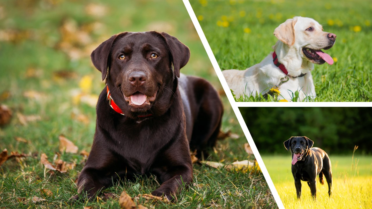 labrador odmiany kolorystyczne