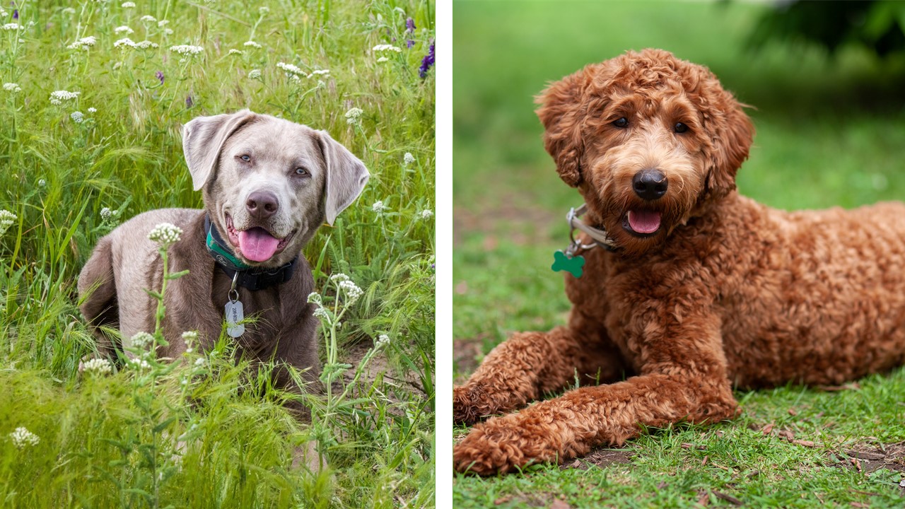 labrador doodle i labrador srebrny