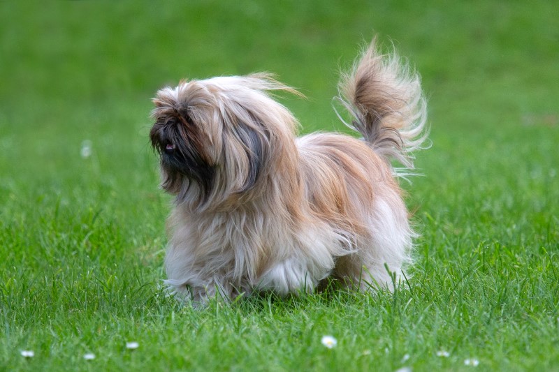 Lhasa apso