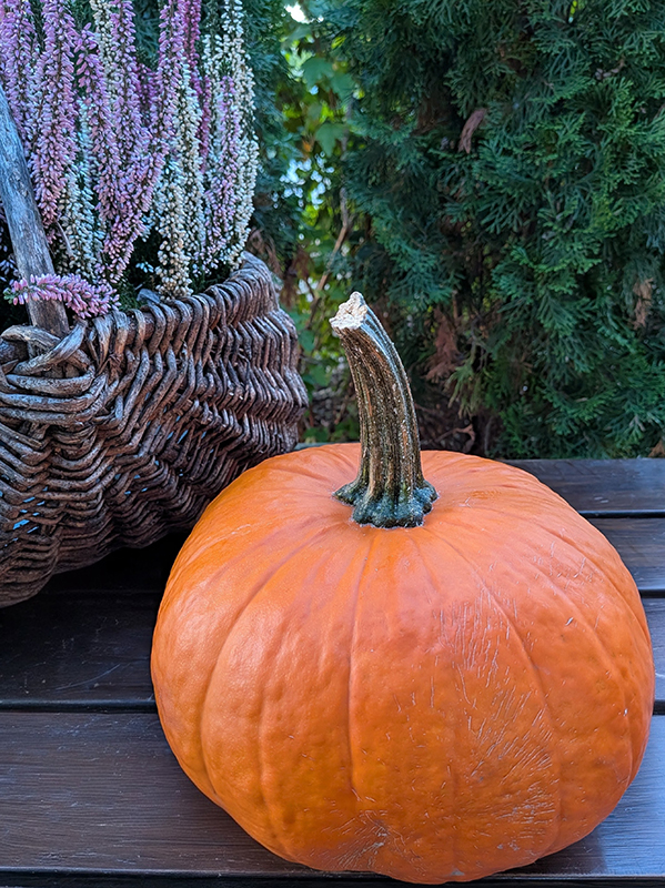 dynia halloween dekoracja